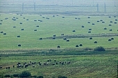 field, meadow, animal, straw, stack of straw, grass, green, nature, valley, countryside, village, plow, fold, sheep, sheeps, animals, Kiss Lszl, Lszl Kiss