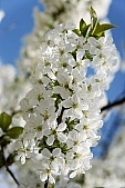 018, spring, blossom, bloom, flower, sprit, bud shooting, nature, blue, white, green, cloud, sky, rebirth, revival, born, sunshine, happiness, tree, fruit tree, branch, bough, twig, garden, sunlight, energy, new, leaf, CD 0032, Kiss L�szl�, L�szl� Kiss