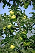 apple, green, yellow, white, fruit, leaf, leaves, tree, limb, fruit tree, apple tree, mature, orchard, garden, agriculture, countryside, grower, farmer, gardener, nature, bio, health, healthy lifestyle, fitness, wellness, vitamins, delicious, juicy, round, eatable, edible, food, sunlight, sunshine, light, morning, growth, market, still-life, outdoors, knowledge, tree of knowledge, Eden, Europe, Hungary, shadow, burden, heavy, much, blue sky, outside, Kiss L�szl�, L�szl� Kiss