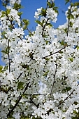 019, spring, blossom, bloom, flower, sprit, bud shooting, nature, blue, white, green, cloud, sky, rebirth, revival, born, sunshine, happiness, tree, fruit tree, branch, bough, twig, garden, sunlight, energy, new, leaf, CD 0032, Kiss L�szl�, L�szl� Kiss