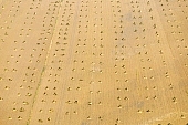 hemp, yellow, sheaf, bale, summer, housing, harvest, hemp bond, hemp transport, air photograph, air photo, field, aerials, aerial, Mindszent, order, frame, method, regime, set-up, system, systemic, meadow, junk, hemp production, hemp trade, air photos, Hungary, birds eye view, high, environment, ambience, plan, air, of birds eye view, regular, bag, poke, cod, sac, sack, string, tether, cord, line, tie, twine, CD 0029, Kiss L�szl�, L�szl� Kiss