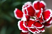 carnation, blossom, bloom, flower, red, streaked, pink, macro, DOF, green, spring, exhibition, beauty, beautiful, pretty, beauteous, passion, flavor, aroma, odor, perfume, scent, petal, leaf, wedding, nuptials, girdle, rope, wreath, flower petal, colourful, vivid, shaft, insect, CD 0103, Kiss Lszl, Lszl Kiss