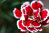 carnation, blossom, bloom, flower, red, streaked, pink, macro, DOF, green, spring, exhibition, beauty, beautiful, pretty, beauteous, passion, flavor, aroma, odor, perfume, scent, petal, leaf, wedding, nuptials, girdle, rope, wreath, flower petal, colourful, vivid, shaft, insect, CD 0103, Kiss László, László Kiss