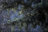 fir, pinewood, pine bough, fir branch, evergreen, plant, rain, winter, season, seasons, cold, snow, snowfall, fall of snow, Christmas, Christmas tree, celebrate, solemn, holiday, green, pine needles, coniferous wood, to foin, cone, pine-cone, silver fir, spruce, snowy, mountain, forest, field, garden, flower-garden, decor, pine scent, pine, larchtree, christmas card, green christmas, festive season, merry christmas, CD 0015, Kiss L�szl�, L�szl� Kiss