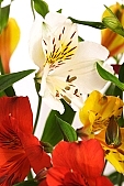 freesia, bouquet, rich vegetation, horticulture, orange, red, white, green, budding, pistil, brindle, pied, variegated, fancy, blossom, bloom, flower, plant, color, colour, colourful, vivid, petal, CD 0200, Kiss L�szl�, L�szl� Kiss