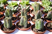 cactus, bur, burr, dolly, prick, prickle, prod, spike, spine, thorn, close-up, blossom, bloom, flower, green, plant, desert, exhibition, exchange, background, to foin, prickly, stinging, yellow, cactus flower, nature, growth, development, grain, qrowth, Kiss L�szl�, L�szl� Kiss