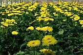 gerbera, flower, flowers, plant, grow, warm, rows, critter, haze, steam, vapor, climate, magenta, yellow, CD 0026, Kiss L�szl�, L�szl� Kiss