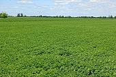 bean, agricultural board, birds eye view, agriculture, plant, farm product, sowing, parcel, vegetable, husky, food product, groceries, boundary, horizon, agrarian, blue sky, cloud, CD 0052, Kiss Lszl, Lszl Kiss