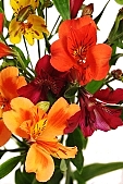 plant, flower horticulture, floral, flowery, pollen, cut flower, bell, bouquet, rich vegetation, horticulture, orange, red, white, green, budding, pistil, brindle, pied, variegated, fancy, freesia, blossom, bloom, flower, color, colour, colourful, vivid, petal, CD 0200, Kiss L�szl�, L�szl� Kiss