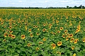 biodiesel, fuel, gas, diesel, sunflower field, sunflower-seed oil, boundary, sunflower, food product, groceries, farmland, agriculture, plant, sunflower leaves, agrarian production, horizon, sky, blue, blue sky, cloud, beer, rows, farm produce, farm product, sunflower s plate, sunshine, sunny, sunlit, sunflowers, leaf, green, husk, blossom, bloom, flower, core, oil, plate, feed, fodder, forage, summer, on the sun, rotary, pollen, petal, pounce, pistil, yellow, brown, shaft, CD 0052, Kiss L�szl�, L�szl� Kiss