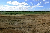 harvest, grain, wheat, corn, rye, oats, barley, agricultural  plantland, agricultural cultivation of plants, wheat flour, farmland, wheat-crop, cornfield, wheat-sheaf, food product, groceries, ripe, wheat grain, farm product, wheat-field, field of wheat, agriculture, cereals, wheat-growing, ear, wheat-stalk, young wheat-crop, boundary, core, gold, wheatgerm, CD 0052, Kiss L�szl�, L�szl� Kiss