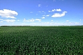 corn-growing, farmland, corn-stalk, corn yield, agriculture, horizon, blue sky, cloud, sky, of birds eye view, feed, fodder, forage, leaf of maize, sweet corn, fodder corn, cob, corn, corn field, growth, corn-eye, green, farm product, cornflour, corncob, floss, green corn, corn-cob, domestic animal corn, corn-oil, field, plough-land corn, CD 0052, Kiss L�szl�, L�szl� Kiss