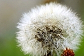 dandelion, blow-ball, herb, liver cleaning, Taraxacum officialis, diuretic, health, nature, spring, blossom, white, green, rebirth, revival, born, happiness, garden, energy, new, leaf