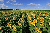 farmland, gas oil, diesel oil, biodiesel, diesel fuel, fuel, gas, sunflower, beer, rows, sunflower field, farm produce, agriculture, farm product, agrarian production, food product, groceries, sunflower s plate, sunshine, sunny, sunlit, sunflower-seed oil, sunflowers, leaf, green, plant, husk, blossom, bloom, flower, core, oil, plate, sky, blue, blue sky, feed, fodder, forage, summer, on the sun, rotary, pollen, petal, pounce, pistil, yellow, brown, shaft, CD 0052, Kiss L�szl�, L�szl� Kiss