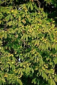 tree, close-up, standing, plant, nature, red, green, leaf, foodstuffs, food-products, foods, groceries, ample, exuberant, opulent, growth, a lot of, chestnut, chestnut tree, prickly, stinging, branches, game, creative, medicine, conker, horse chestnut, Kiss Lszl, Lszl Kiss