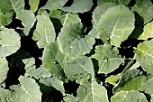 cauliflower, cucumber, hothouse plant, nurseling, seed-bed, photosynthesis, oxygen, carbon dioxide, hall, greenery, glasshouse, heater, aspersion, alimentary substances, eutrophic, ground, bin, window box, Lada, hose, cabbage, kohlrabi, turnip cabbage, green, lettuce, pixel, warm, critter, haze, steam, vapor, microclime, water drop, paprika, tomato, Felgyo, blossom, bloom, flower, flower plant, to close, to stand up, to grow up, plant physiology, shoot, at the very start, evolution, to cultivate, rich vegetation, lookout, view, dank, humid, lush, moist, wet, growth, flora, vegetable kingdom, vegetable life, woman, to burgeon, outdoors, without doors, nature, natural world, new beginning, new start, straight, shaft, sprit, capillary, root, indoors, within, equipment, apparatus, lustful, gross, fullness, plentiful, vascular plant, alone, to align, to straighten, grown, germination, nursling, beginning, leaf on a plant, sun, down, beauty, color, colour, delicacy, CD 0012, Kiss L�szl�, L�szl� Kiss