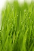 wheat, green, white, white background, Luca, Luca name-day, drop, drops, water drop, soil, tile, flower-pot, plant, care of plants, December, Christmas, air, to be of tender age, firstling, national traits, national peculiarities, ethnography, photo, foto, photos, photographs, photograph, picture, image, scenery, images, pictures, ad, ads, rf, scenes, Kiss L�szl�, L�szl� Kiss