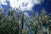 oats, plant, spike, agricultural cultivation of plants, farmland, agriculture, feed, fodder, forage, farm product, food product, groceries, animal fodder, oat-grain, oatflake, oatmeal, fodder-plant, cereals, CD 0052, Kiss L�szl�, L�szl� Kiss