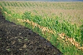 soil, ground, nuggets, arable, clod, earth, field, ploughland, tillage, plow, corn, cornfield, perspective, limitless, beer, rows, nature, agriculture, agricultural land, outdoors, outside, grower, producer, plant, vegetation, green, Kiss L�szl�, L�szl� Kiss
