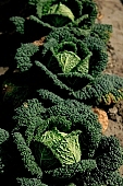 green, bright, savoy cabbage, cabbage, leaf, leaves, cabbage leaf, water, dew, water drop, tear, tear-drop, tearful, wet, rain, rain drop, bio, health, healthy, healthy lifestyle, fitness, wellness, vitamins, vegetarian, shell, countryside, agriculture, cultivation, grower, producer, farmer, garden, horticulture, gardener, soil, eatable, edible, food, salad, vegetable, outdoors, Hungary, round, circle, marble, nature, natural, alone, singleton, single, loneliness, lonely, environment, ambience, light, shadow, perspective, neighbor, nearby, a lot of, row, standing, ground, Kiss L�szl�, L�szl� Kiss