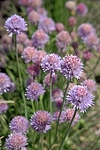 flower, flowers, floral, garden, gardener, horticulture, purple, beauty, beautiful, pretty, a lot of, close-up, green, leaf, leaves, flavor, aroma, odor, perfume, scent, perfumes, aromas, odors, flavours, gift, bouquet, standing, nature, onion, Kiss L�szl�, L�szl� Kiss