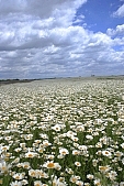 flower, flowers, field, meadow, wild flower, wild flowers, bouquet, gift, flavor, aroma, odor, perfume, scent, balmy, fragrant, redolent, sweet, yellow, white, circle, round, herb, infusion of herbs, herbaria, herbarium, camomile, tea, chamomile tea, beauty, beautiful, pretty, a lot of, much, crowd, legion, gardener, horticulture, floral, green, leaf, leaves, sunlight, sunshine, nature, blue, sky, blue sky, cloud, clouds, canopy of heaven, cope of heaven, firmament, hill, hillside, standing, Leucanthemum vulgare, daisy, marguerite, Kiss L�szl�, L�szl� Kiss