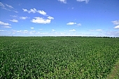 farmland, corn yield, agriculture, horizon, blue sky, cloud, sky, of birds eye view, corn-stalk, feed, fodder, forage, corn-growing, leaf of maize, sweet corn, fodder corn, cob, corn, corn field, growth, corn-eye, green, farm product, cornflour, corncob, floss, green corn, corn-cob, domestic animal corn, corn-oil, field, plough-land corn, CD 0052, Kiss L�szl�, L�szl� Kiss