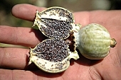 poppy, poppy seedpod, hand, seed box, poppy seeds, plant, cultivation, agriculture, agricultural land, core, green, CD 0052, Kiss Lszl, Lszl Kiss