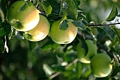 apple, green, yellow, red, white, fruit, leaf, leaves, tree, limb, fruit tree, apple tree, mature, orchard, garden, agriculture, countryside, grower, farmer, gardener, nature, bio, health, healthy lifestyle, fitness, wellness, vitamins, delicious, juicy, round, eatable, edible, food, sunlight, sunshine, light, morning, growth, market, still-life, outdoors, knowledge, tree of knowledge, Eden, Europe, Hungary, shadow, burden, heavy, much, blue sky, close-up, outside, Kiss L�szl�, L�szl� Kiss