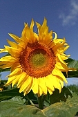 biodiesel, diesel, fuel, gas, farmland, sunflower, farm produce, agriculture, farm product, agrarian production, food product, groceries, sunflower s plate, sunshine, sunny, sunlit, sunflower-seed oil, sunflowers, leaf, green, plant, husk, blossom, bloom, flower, core, oil, plate, sky, blue, blue sky, feed, fodder, forage, summer, on the sun, rotary, pollen, petal, pounce, pistil, yellow, brown, shaft, CD 0052, Kiss L�szl�, L�szl� Kiss