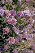 flower, flowers, floral, garden, gardener, horticulture, purple, beauty, beautiful, pretty, a lot of, close-up, green, leaf, leaves, flavor, aroma, odor, perfume, scent, perfumes, aromas, odors, flavours, gift, bouquet, standing, nature, bulb, Allium sphaerocephalum, onion, Kiss L�szl�, L�szl� Kiss