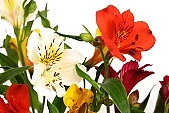 blossom, bloom, flower, bouquet, horticulture, freesia, rich vegetation, orange, red, white, green, budding, pistil, brindle, pied, variegated, fancy, plant, color, colour, colourful, vivid, petal, CD 0200, Kiss L�szl�, L�szl� Kiss