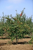 apple, green, yellow, unseasoned, red, fruit, leaf, leaves, tree, limb, fruit tree, apple tree, mature, orchard, garden, agriculture, countryside, grower, farmer, gardener, nature, bio, health, healthy lifestyle, fitness, wellness, vitamins, delicious, juicy, round, eatable, edible, food, sunlight, sunshine, morning, growth, market, still-life, much, bunch, outdoors, knowledge, tree of knowledge, Eden, Europe, Hungary, loneliness, lonely, blue sky, burden, heavy, ground, soil, outside, Kiss L�szl�, L�szl� Kiss