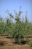 apple, green, yellow, unseasoned, red, fruit, leaf, leaves, tree, limb, fruit tree, apple tree, mature, orchard, garden, agriculture, countryside, grower, farmer, gardener, nature, bio, health, healthy lifestyle, fitness, wellness, vitamins, delicious, juicy, round, eatable, edible, food, sunlight, sunshine, morning, growth, market, still-life, much, bunch, outdoors, knowledge, tree of knowledge, Eden, Europe, Hungary, loneliness, lonely, blue sky, burden, heavy, ground, soil, Kiss L�szl�, L�szl� Kiss