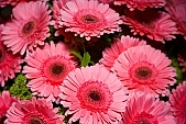 gerbera, blossom, bloom, flower, bouquet, pink, plant, plant gradering, rich vegetation, botany, botanical, nature, head of flower, exhibition, near, near by, around, close-up, gold, leaf, petal, flavor, aroma, odor, perfume, scent, beauty, flower petal, green, exchange, Kiss Lszl, Lszl Kiss