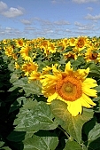 biodiesel, sunflower, sunshine, sunny, gas oil, diesel oil, diesel fuel, sunlit, fuel, gas, sunflower-seed oil, sunflowers, leaf, green, plant, husk, blossom, bloom, flower, core, oil, plate, sky, blue, blue sky, farm product, feed, fodder, forage, agriculture, food product, groceries, summer, on the sun, rotary, pollen, petal, pounce, pistil, yellow, brown, shaft, CD 0052, Kiss Lszl, Lszl Kiss