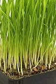 wheat, green, white, white background, Luca, Luca name-day, drop, drops, water drop, soil, tile, flower-pot, plant, care of plants, root, December, Christmas, air, to be of tender age, firstling, national traits, national peculiarities, ethnography, photo, foto, photos, photographs, photograph, picture, image, scenery, images, pictures, ad, ads, rf, scenes, rudiment, wheatgerm, Kiss L�szl�, L�szl� Kiss