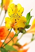 green, yellow, orange, budding, decor, rich vegetation, pistil, leaf, freesia, blossom, bloom, flower, plant, color, colour, colourful, vivid, petal, CD 0200, Kiss L�szl�, L�szl� Kiss
