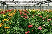 gerbera, flower, petal, shaft, plant, very much, organized rows, rows, grow, amiable, beautiful, warm, critter, haze, steam, vapor, climate, red, magenta, purple, orange, yellow, green, glass, greenery, glasshouse, light, thermal, heater, window, backlight, backlit, CD 0026, Kiss L�szl�, L�szl� Kiss
