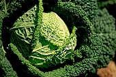 green, bright, savoy cabbage, cabbage, leaf, leaves, cabbage leaf, water, dew, water drop, tear, tear-drop, tearful, wet, rain, rain drop, bio, health, healthy, healthy lifestyle, fitness, wellness, vitamins, vegetarian, shell, countryside, agriculture, cultivation, grower, producer, farmer, garden, horticulture, gardener, soil, eatable, edible, food, salad, vegetable, outdoors, Hungary, round, circle, marble, nature, natural, alone, singleton, single, loneliness, lonely, environment, ambience, light, shadow, ground, sand, Kiss Lszl, Lszl Kiss