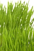wheat, green, white, white background, Luca, Luca name-day, drop, drops, water drop, soil, tile, flower-pot, plant, care of plants, December, Christmas, air, to be of tender age, firstling, national traits, national peculiarities, ethnography, photo, foto, photos, photographs, photograph, picture, image, scenery, images, pictures, ad, ads, rf, scenes, Kiss L�szl�, L�szl� Kiss