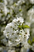 spring, blossom, sprit, bud shooting, nature, blue, white, cloud, rebirth, revival, born, sunshine, happiness, tree, branch, bough, twig, garden, sunlight, energy, new, leaf, sky, fruit tree, green, CD 0032, Kiss L�szl�, L�szl� Kiss