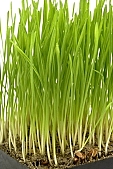 wheat, green, white, white background, Luca, Luca name-day, drop, drops, water drop, wheatgerm, soil, tile, flower-pot, plant, care of plants, rudiment, root, December, Christmas, air, to be of tender age, firstling, national traits, national peculiarities, ethnography, photo, foto, photos, photographs, photograph, picture, image, scenery, images, pictures, ad, ads, rf, scenes, Kiss L�szl�, L�szl� Kiss
