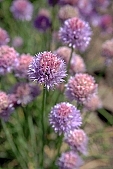 grazer, flower, flowers, floral, garden, gardener, horticulture, purple, beauty, beautiful, pretty, a lot of, close-up, green, leaf, leaves, flavor, aroma, odor, perfume, scent, gift, bouquet, standing, nature, perfumes, aromas, odors, flavours, onion, Kiss L�szl�, L�szl� Kiss