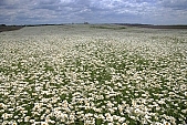 flower, flowers, field, meadow, wild flower, wild flowers, bouquet, gift, flavor, aroma, odor, perfume, scent, balmy, fragrant, redolent, sweet, yellow, white, circle, round, herb, infusion of herbs, herbaria, herbarium, camomile, tea, chamomile tea, beauty, beautiful, pretty, a lot of, much, crowd, legion, gardener, horticulture, floral, green, leaf, leaves, sunlight, sunshine, nature, blue, sky, blue sky, cloud, clouds, canopy of heaven, cope of heaven, firmament, hill, hillside, Leucanthemum vulgare, daisy, marguerite, blossom, Kiss L�szl�, L�szl� Kiss