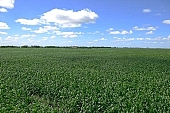 corn yield, corn field, corn-growing, grain, feed, fodder, forage, corncob, farmland, corn-stalk, agriculture, horizon, blue sky, cloud, sky, of birds eye view, leaf of maize, sweet corn, fodder corn, cob, corn, growth, corn-eye, green, farm product, cornflour, floss, green corn, corn-cob, domestic animal corn, corn-oil, field, plough-land corn, CD 0052, Kiss L�szl�, L�szl� Kiss