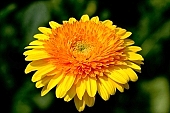 gerbera, flower, petal, shaft, plant, a flower, grow, amiable, beautiful, warm, critter, haze, steam, vapor, climate, orange, yellow, double, green, glass, greenery, glasshouse, light, thermal, heater, window, CD 0026, Kiss L�szl�, L�szl� Kiss