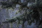 fir, pinewood, pine bough, fir branch, evergreen, plant, rain, winter, season, seasons, cold, snow, snowfall, fall of snow, Christmas, Christmas tree, celebrate, solemn, holiday, green, pine needles, coniferous wood, to foin, cone, pine-cone, silver fir, spruce, snowy, mountain, forest, field, garden, flower-garden, decor, pine scent, pine, larchtree, christmas card, green christmas, festive season, merry christmas, CD 0015, Kiss L�szl�, L�szl� Kiss