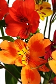 flower horticulture, floral, flowery, pollen, cut flower, bell, bouquet, rich vegetation, horticulture, orange, red, white, green, budding, pistil, brindle, pied, variegated, fancy, freesia, blossom, bloom, flower, plant, color, colour, colourful, vivid, petal, CD 0200, Kiss L�szl�, L�szl� Kiss