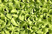 hothouse plant, nurseling, seed-bed, hall, greenery, heater, aspersion, alimentary substances, eutrophic, ground, bin, window box, hose, warm, critter, haze, steam, vapor, microclime, paprika, tomato, cabbage, kohlrabi, turnip cabbage, cauliflower, cucumber, green, lettuce, Felgy�, flower, flower plant, to close, , to stand up, to grow up, plant physiology, shoot, at the very start, evolution, to cultivate, rich vegetation, lookout, dank, humid, lush, moist, wet, growth, flora, vegetable kingdom, vegetable life, woman, to burgeon, outdoors, without doors, nature, natural world, new beginning, new start, straight, shaft, sprit, capillary, root, indoors, within, equipment, apparatus, lustful, gross, fullness, plentiful, vascular plant, alone, to align, to straighten, grown, germination, nursling, beginning, leaf on a plant, sun, down, beauty, color, colour, delicacy, photosynthesis, oxygen, carbon dioxide, CD 0012, Kiss L�szl�, L�szl� Kiss